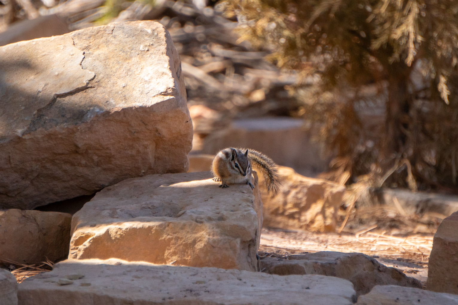 A chickmunk has just hopped on the middle of three light stones that look like steps, its tail catches sunlight